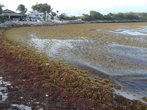 Algas sargazo invaden litoral caribeño mientras polvo del Sahara causa estragos en RD