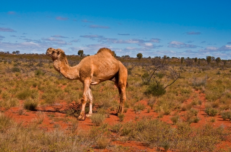 Camellos