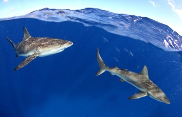 Florida registró el mayor número de ataques espontáneos de tiburones en Estados Unidos durante el 2023