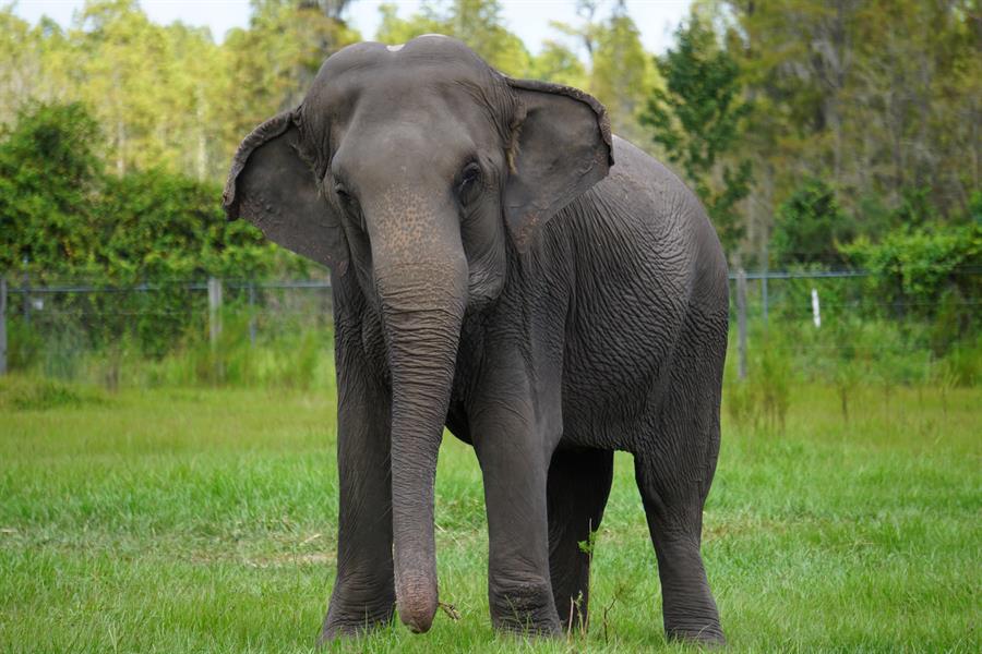 Elefantes-Florida