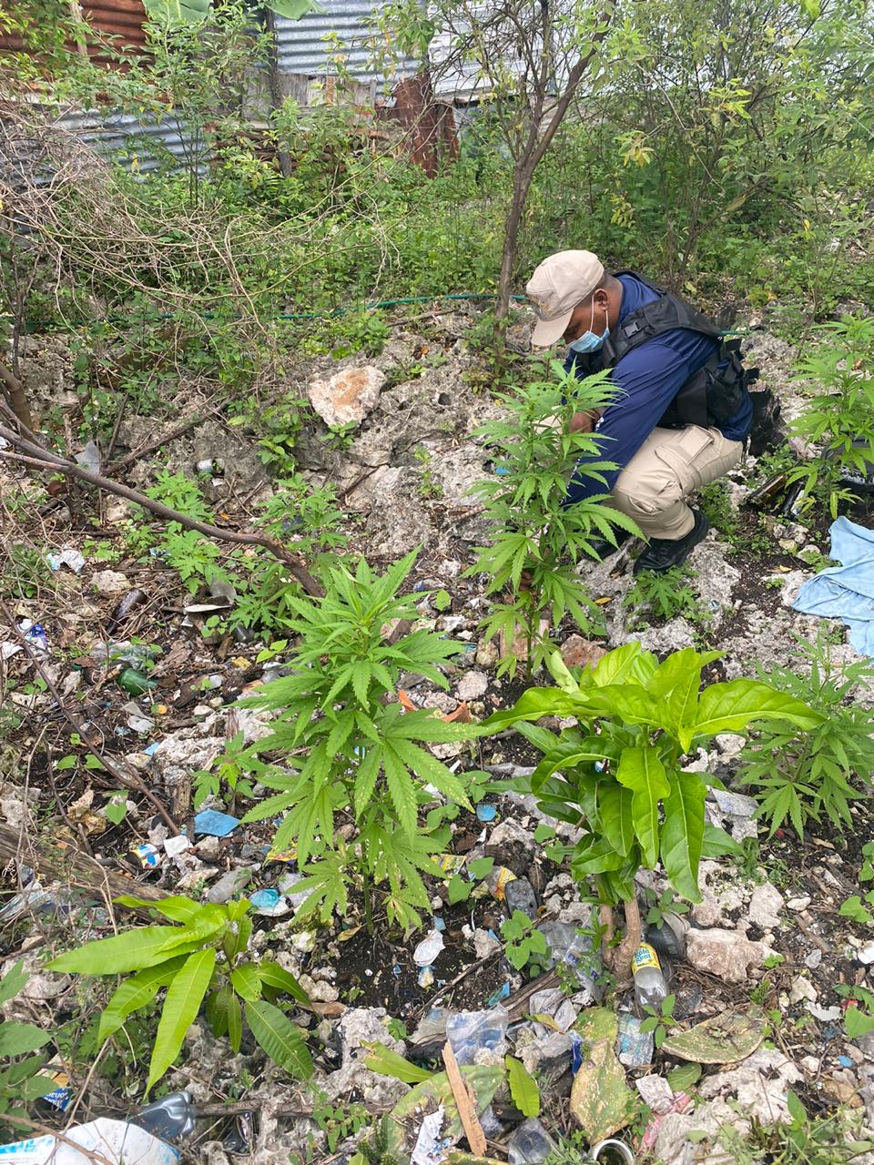 Planta Parecida A La Marihuanas