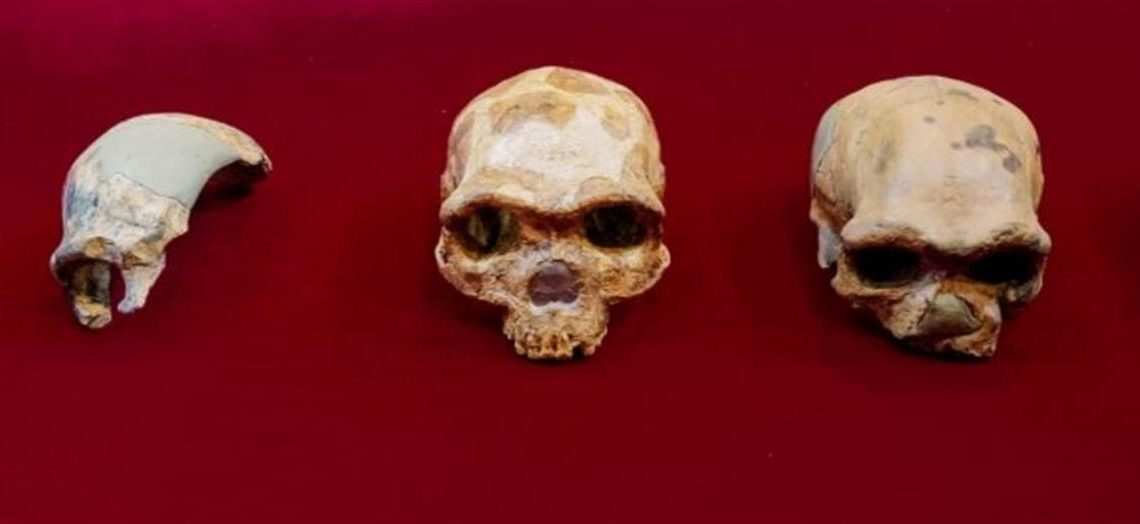 El cráneo de Harbin, uno de los fósiles humanos mejor conservados del mundo que acaba de ser estudiado, es de la especie Homo longi u "Hombre Dragón", un nuevo linaje humano que, según los científicos chinos que lo han documentado, puede ser nuestro pariente más cercano. Otra vuelta de tuerca en la compleja evolución humana. El fósil es el cráneo humano más grande que se conoce y tiene 146.000 años, lo que le sitúa el Pleistoceno Medio, una de las épocas más dinámicas en la migración de especies humanas. Aunque fue descubierto en la década de 1930 en la ciudad de Harbin, en la provincia china de Heilongjiang, el cráneo permaneció oculto (guardado por la familia del hombre que lo encontró) hasta 2018, cuando fue donado a la Academia de Ciencias de China. Ahora acaba de ser estudiado por un equipo multidisciplinar chino y sus hallazgos, que aparecen en tres artículos, se publican hoy en la revista The Innovation, del grupo Cell. Los científicos han catalogado al fósil en una nueva especie humana a la que ha llamado Homo longi u "Hombre Dragón" y que podría revolucionar la visión actual de la evolución humana. "El cráneo combina características primitivas y derivadas que lo distinguen de todas las demás especies de Homo", afirma el profesor de paleontología de la Universidad Hebei GEO. Quiang Ji, quien, por eso ha decidido considerarlo una nueva especie y bautizarlo Homo longi. Según describen sus autores, el enorme cráneo podía albergar un cerebro de tamaño comparable al de los humanos modernos, aunque tenía unas cuencas oculares más grandes y casi cuadradas, gruesas crestas de las cejas, una boca ancha y dientes de gran tamaño. Los científicos creen que se trata del cráneo de un varón de unos 50 años de edad, que vivía en un entorno boscoso y de llanura aluvial como parte de una pequeña comunidad y que como los sapiens, cazaban, recolectaban frutas y verduras, y "quizás incluso pescaban", explica Xijun Ni, profesor de primatología y paleoantropología de la Academia China de Ciencias. Por su gran tamaño y el lugar donde se encontró el cráneo, los investigadores sugieren que Homo longi pudo adaptarse a entornos difíciles, dispersarse por toda Asia e, incluso, haberse encontrado con el Homo sapiens durante el Pleistoceno medio. Los autores llegan a una segunda conclusión y sugieren que, Homo longi es uno de nuestros parientes homínidos más cercanos, incluso más que los neandertales. "Nuestro descubrimiento sugiere que el nuevo linaje que hemos identificado y que incluye al Homo longi es el verdadero grupo hermano del sapiens", defiende Ni. Además, la reconstrucción del árbol de la vida humana que hacen estos autores también sugiere que el ancestro común que compartimos con los neandertales existió incluso más atrás en el tiempo. "El tiempo de divergencia entre el H. sapiens y los neandertales puede ser aún más profundo en la historia evolutiva de lo que generalmente se cree, más de un millón de años. De ser cierto, es probable que hayamos divergido de los neandertales unos 400.000 años antes de lo que los científicos pensaban", advierte Ni. Para los autores, los Homo longi eran humanos fuertes y robustos y sus posibles interacciones con el Homo sapiens podrían haber moldeado nuestra historia. "En conjunto, el cráneo de Harbin nos proporciona más pruebas para entender la diversidad de los Homo y las relaciones evolutivas entre estas diversas especies y poblaciones de Homo. Hemos encontrado nuestro linaje hermano perdido hace tiempo", concluye Ni. El paleoantropólogo del Consejo Superior de Investigaciones Científicas Antonio Rosas está de acuerdo en que los análisis de este fósil humano pueden "influir fuertemente en la investigación futura sobre la evolución humana", ya que contienen "un punto revolucionario, con implicaciones en varios aspectos clave de la evolución del género Homo", detalla a EFE. Y aunque al investigador español le preocupa que los autores hayan dado mucho peso a ciertas características faciales que se consideran como derivadas en paleontología, reconoce que los rasgos morfológicos del rostro pueden ser, de hecho, "características primitivas heredadas de un ancestro común". "Sin duda, el debate está servido", concluye el paleoantropólogo del CSIC.