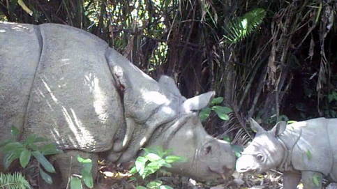 Avistan en Indonesia dos crías de rinoceronte de Java