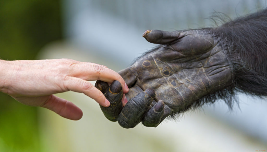 human and chimpanzee feet