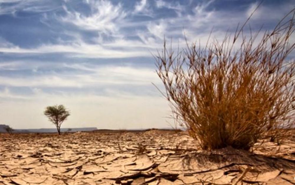 El COI quiere plantar 355.000 árboles contra la desertificación del Sahel