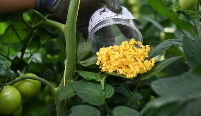 Insectos remplazan a pesticidas en plantaciones de tomate en Francia
