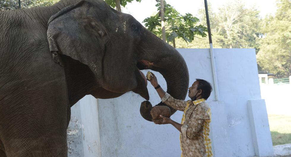 Un elefante en India mató a 16 personas en dos meses