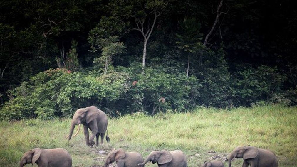 Una manada de 15 elefantes emprendió una larga marcha de centenas de kilómetros en el suroeste de China, destrozando cosechas y causando daños