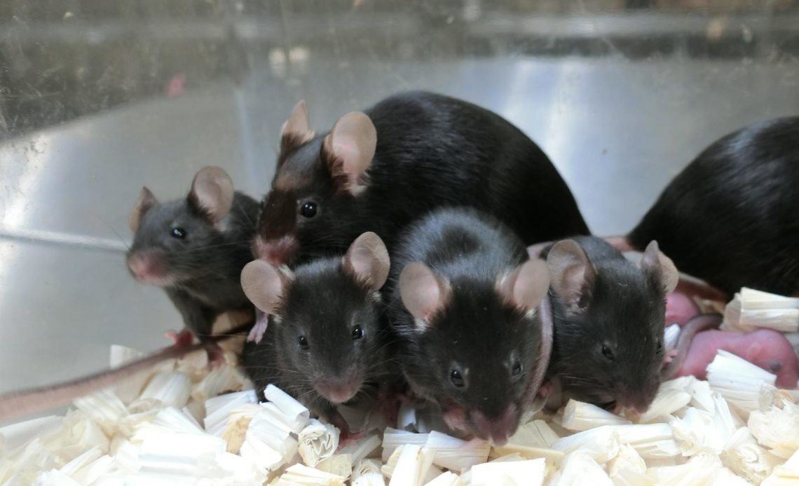 La radiación cósmica no afecta al esperma de los ratones y pueden tener crías
