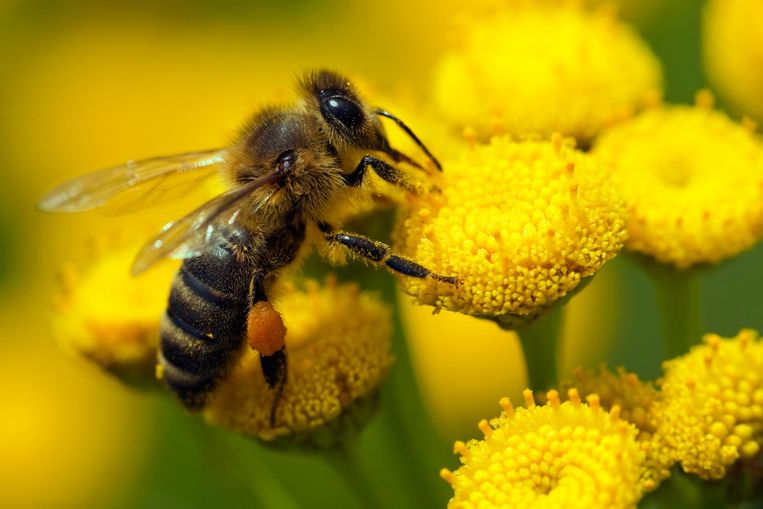 Ministros de UE acuerdan mejorar protección de abejas frente a pesticidas