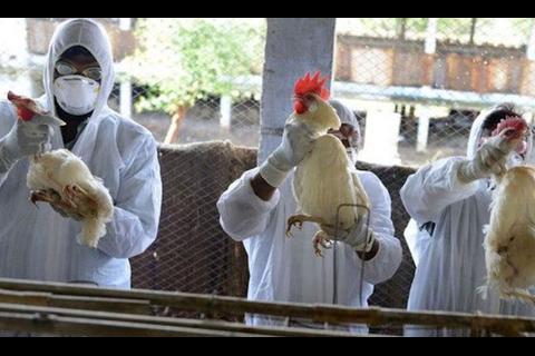 ¿Qué se sabe del primer caso en humanos de gripe aviar H10N3?