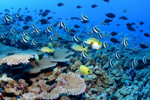 Científicos apoyan a la Unesco en disputa con Australia por la Gran Barrera de Coral