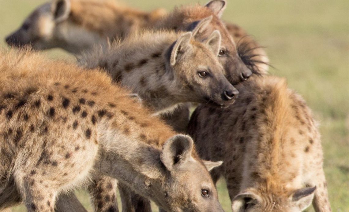Entre las hienas, las redes sociales se heredan