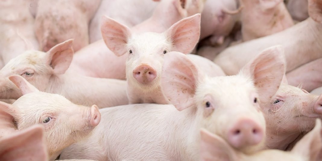 USDA confirma peste porcina africana en RD