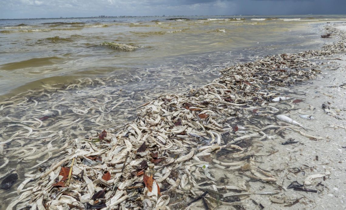 Tóxica marea roja causa "significativo" daño al turismo del Golfo en Florida