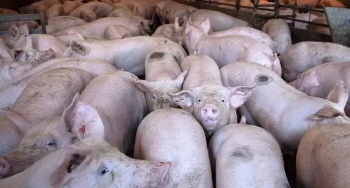 Elevan a 15 el número de provincias afectadas por la peste porcina africana