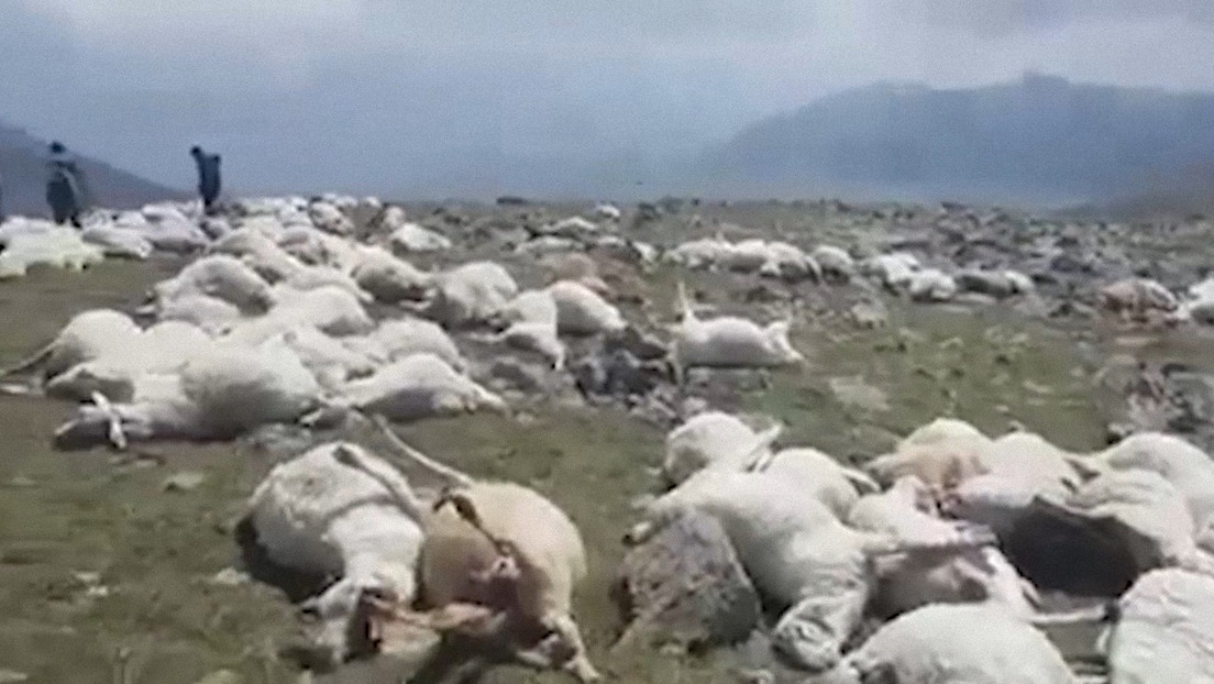 Más de 500 ovejas mueren tras ser alcanzadas por un rayo