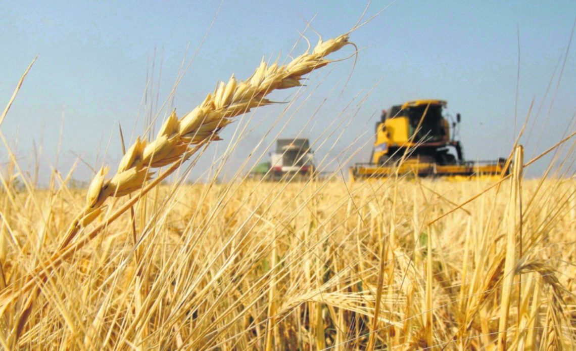 Chicago: trigo, maíz y soja suben antes de informes sobre rendimientos y stocks en EEUU
