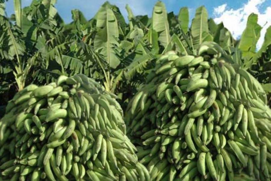 RD entre países que denuncian altos costos de producción de banana