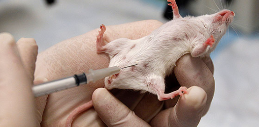El número de animales usados en experimentación es superior a 100 millones cada año