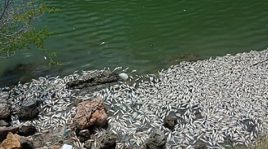 Miles de peces aparecen muertos en el Puerto El Cayo de Barahona