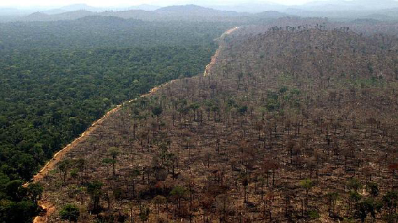 Brasil registra deforestación récord en la Amazonía en últimos 15 años; aumentó 22%