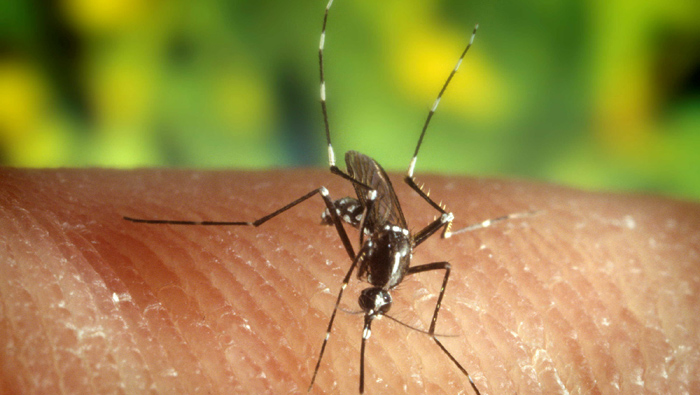Costa Rica refuerza vigilancia en zona norte por brote de malaria