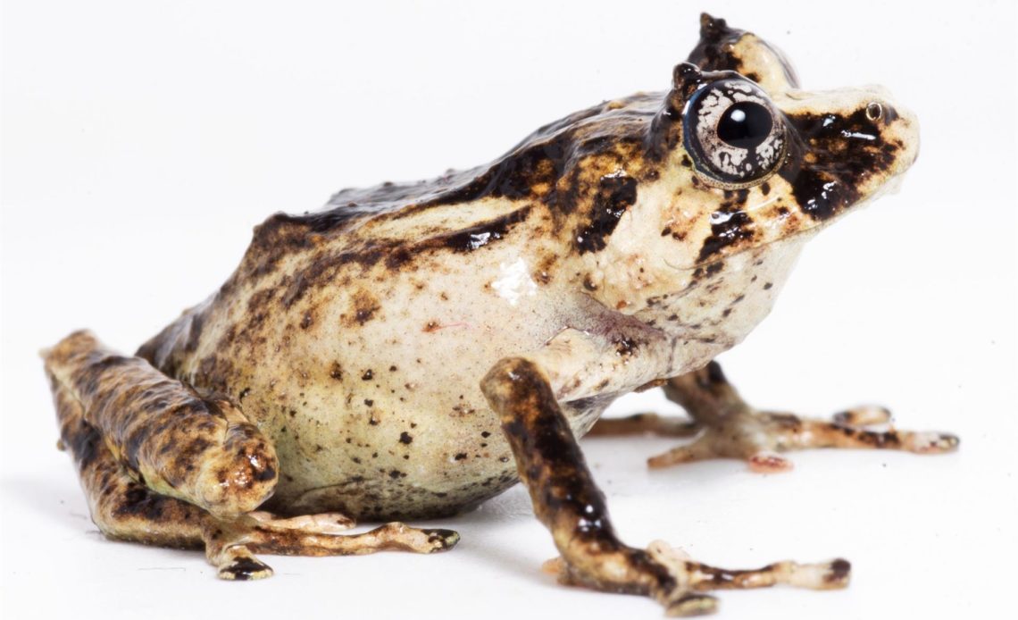 Descubren una nueva especie de rana en los bosques montanos del norte de Perú