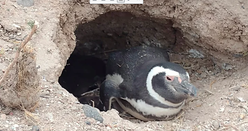 Cómo la ciencia trabaja para evaluar los daños a una colonia de pingüinos de Magallanes en Chubut