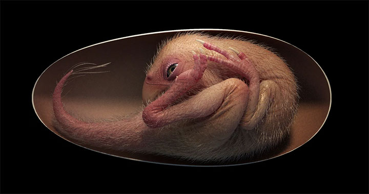 Un embrión de dinosaurio, perfectamente fosilizado, estaba por salir de su cascarón