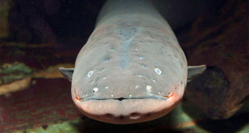 La anguila, una especie de 70 millones de años amenazada por el hombre