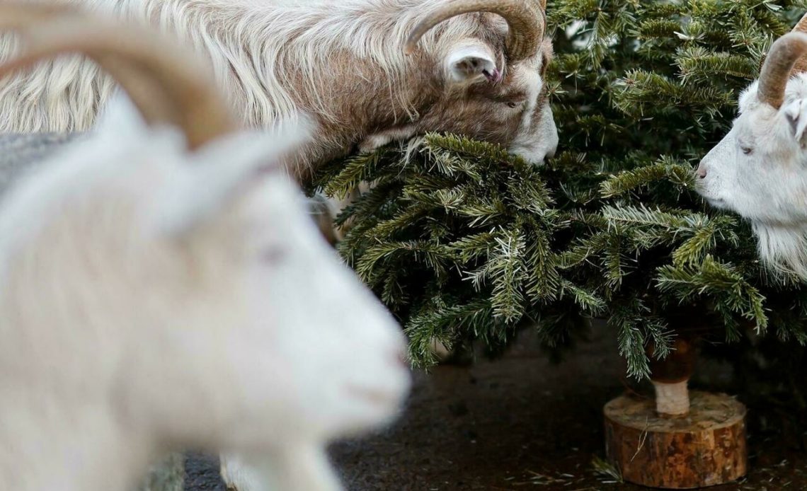 Granja londinense usa cabras para reciclar árboles de Navidad y financiarse