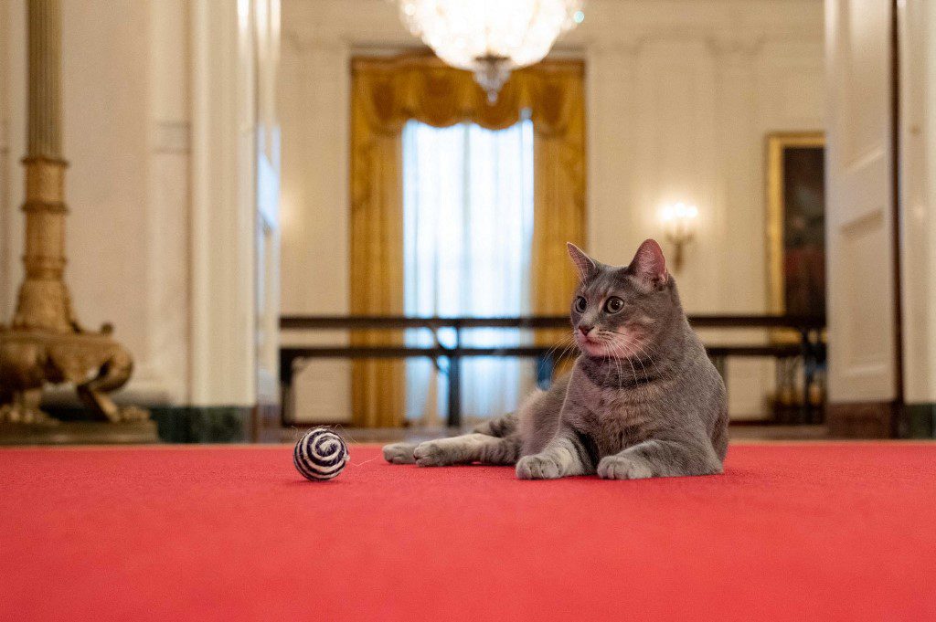 La pareja presidencial estadounidense finalmente cumplió una de sus promesas instalar a un felino en la Casa Blanca. 