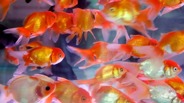 Los peces rojos pueden conducir en tierra firme, según un estudio israelí