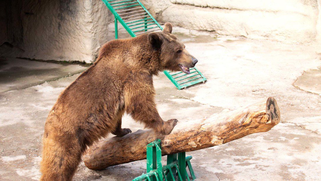 Mujer arroja una niña a la jaula de un oso en zoológico