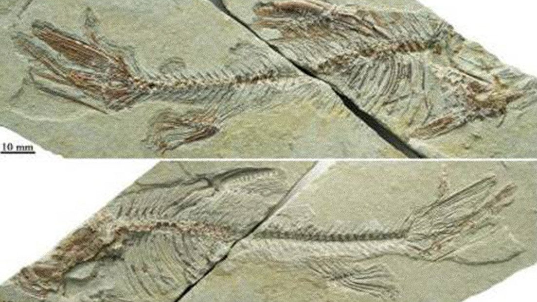 Científicos confirman que especie de pez ciprínido vivió hace 30 millones de años
