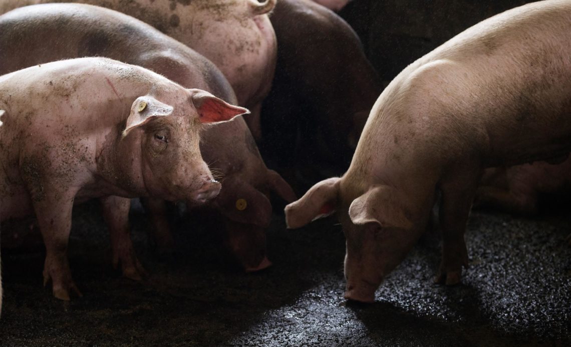 Oirsa destina millonario fondo para erradicar la peste porcina africana