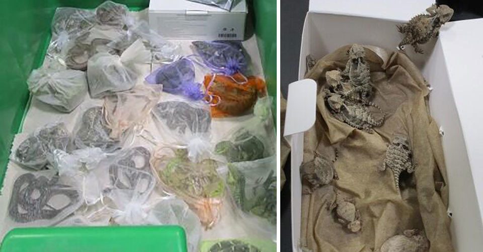 Hallan 52 reptiles escondidos en ropa de un hombre que intentaba cruzar la frontera entre México y EE.UU