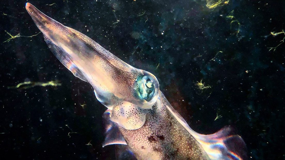 calamares cambian de color para camuflarse con el entorno