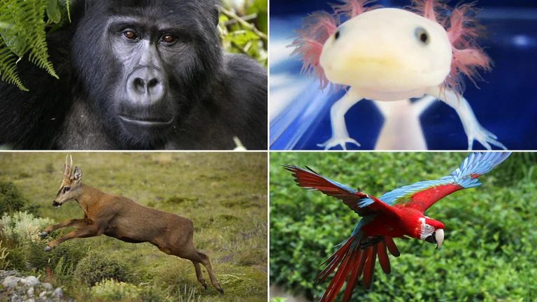 Animales en peligro de extinción: las 20 especies más emblemáticas que integran la lista roja