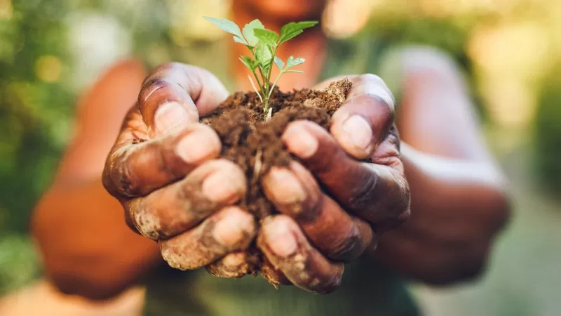 Los alimentos del futuro