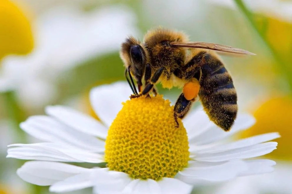 Por qué es clave la supervivencia de las abejas para conservar la biodiversidad