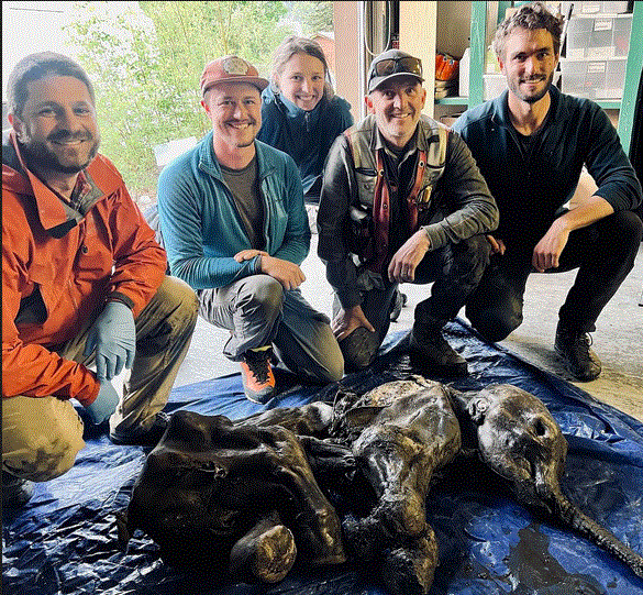 Descubren el cuerpo momificado de un mamut lanudo bebé en un yacimiento de oro en Canadá
