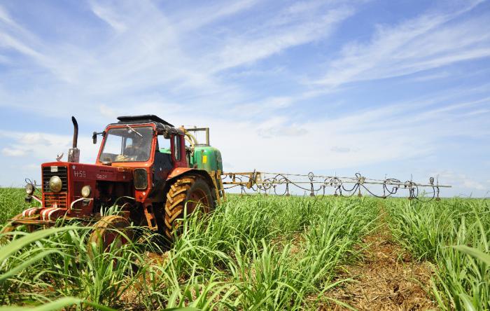 Cuba pretende sembrar 42,500 hectáreas de caña
