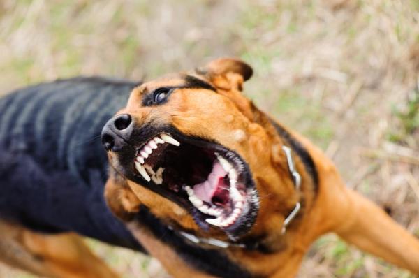 Veterinarios ratifican hay tres casos de rabia canina en Santiago