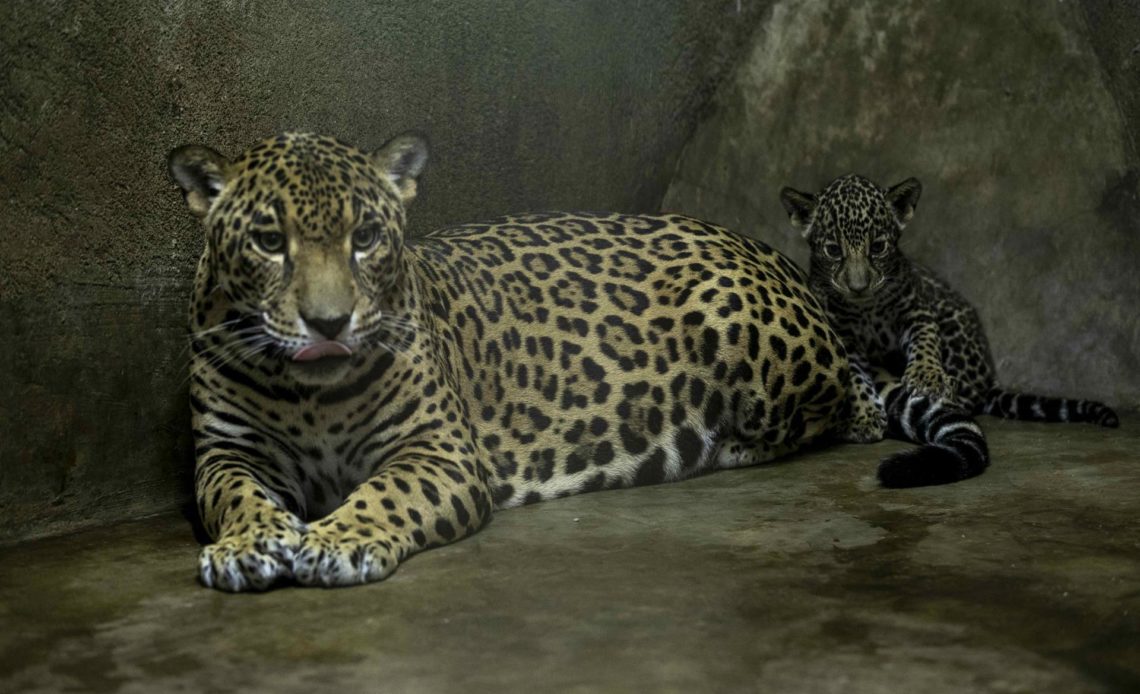 Zoológico de Nicaragua reproduce dos jaguares en peligro de extinción