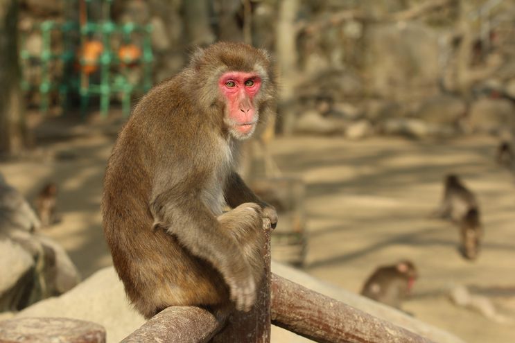 ataque de monos salvajes al sudoeste de Japón dejó más de 40 heridos,