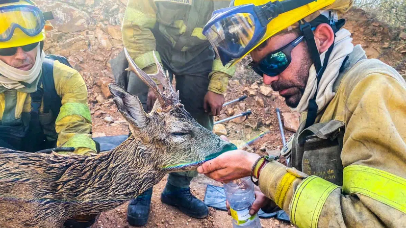 Corzo fue rescatado de uno de los incendios forestales más grandes de España