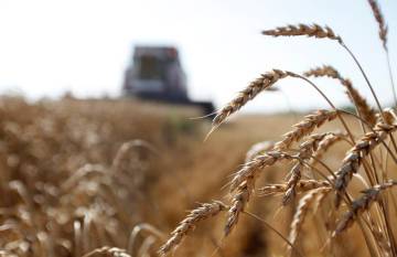 EE.UU. llama a acción global para que el trigo ucraniano llegue a países pobres
