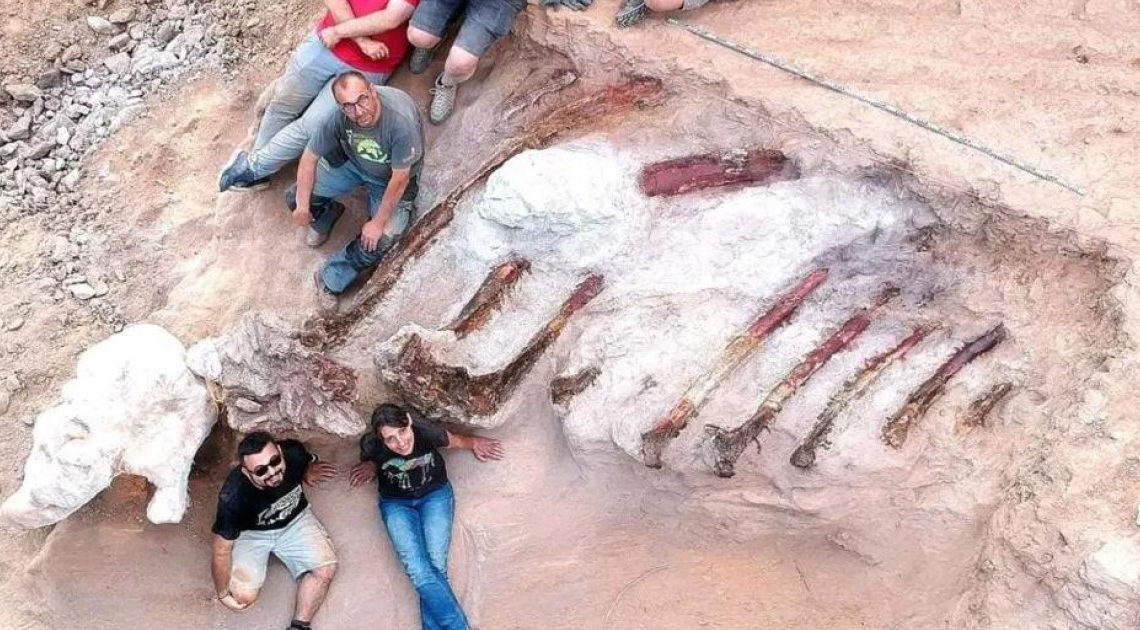 Un equipo de paleontólogos portugueses y españoles en Pombal, en el centro del Portugal, parte del esqueleto de un ejemplar de saurópodo de gran tamaño, que podría ser el dinosaurio más grande encontrado en Europa. 